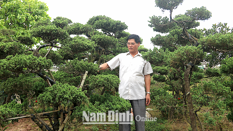 Nghệ nhân sinh vật cảnh Việt Nam Nguyễn Văn Nhì, thôn Vị Khê, xã Điền Xá sở hữu nhiều tác phẩm sinh vật cảnh đẹp, có giá trị kinh tế cao.