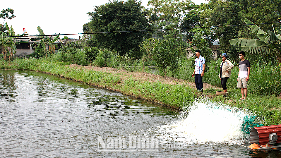 Ao nuôi cá truyền thống của gia đình anh Hoàng Văn Trung, thôn Nhuộng.