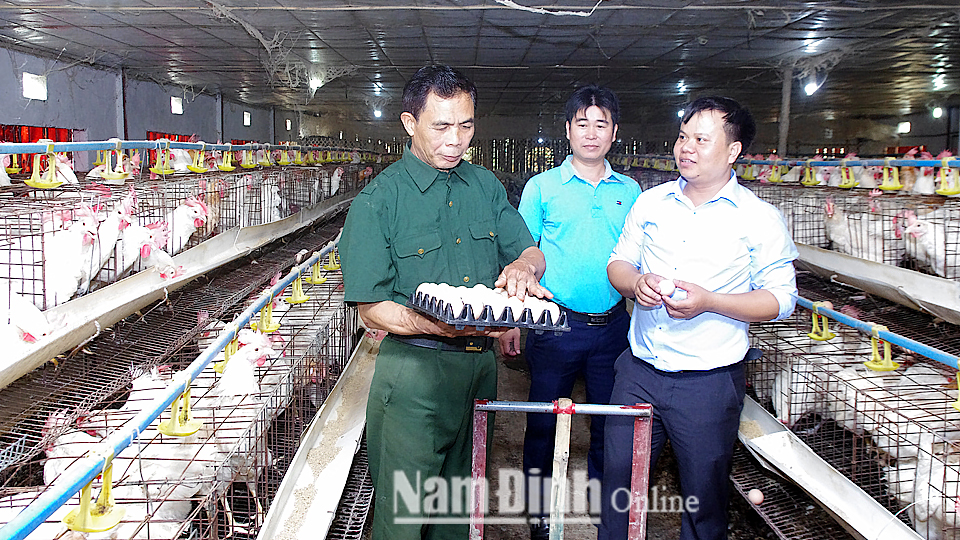 Cơ sở chăn nuôi gà Ai Cập của gia đình ông Phạm Văn Đưởng, xã Xuân Thủy cho thu nhập cao.
