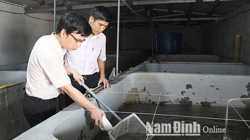 Cán bộ Phòng Nông nghiệp và Phát triển nông thôn huyện Hải Hậu kiểm tra chất lượng tôm thẻ chân trắng giống tại Công ty Trách nhiệm hữu hạn Thông Thuận, xã Hải Chính.