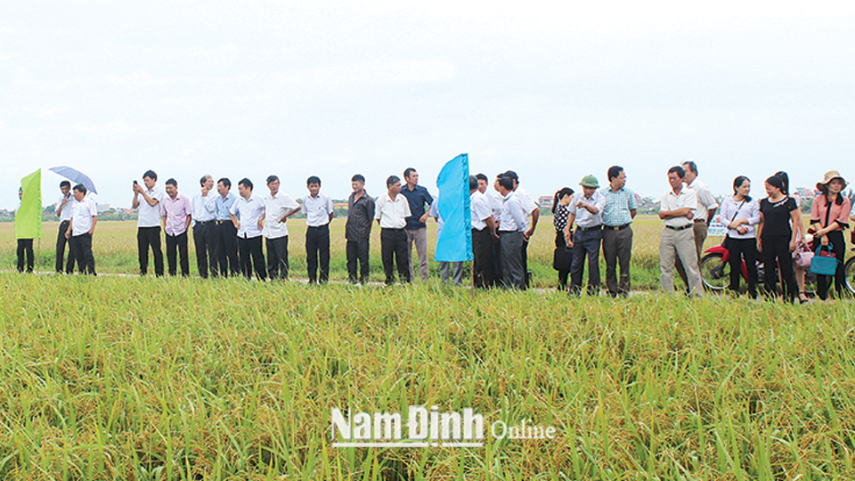Ngành Nông nghiệp khảo nghiệm giống lúa LT2 kháng bạc lá tại xã Giao Yến (Giao Thủy).
