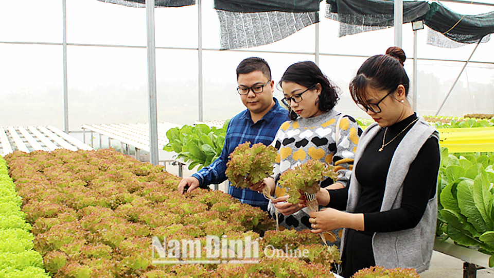 Ứng dụng công nghệ thủy canh hồi lưu trong sản xuất rau sạch tại Công ty Cổ phần Hoa Nam, Thành phố Nam Định. Ảnh: Ngọc Ánh