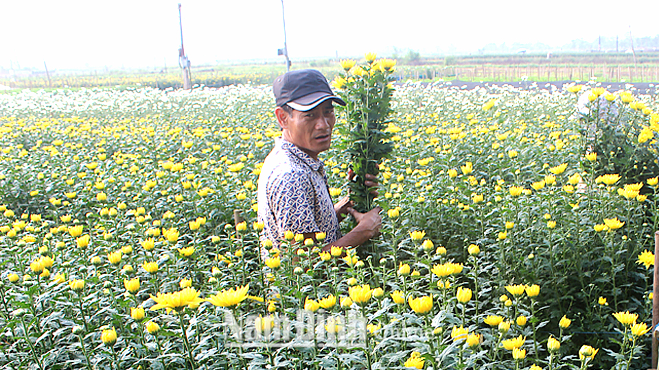 Nông dân xã Mỹ Tân (Mỹ Lộc) thu hoạch hoa cúc.