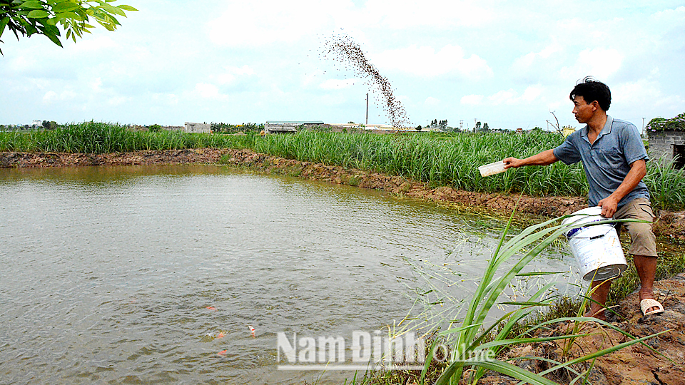 Tập trung phát triển nuôi thủy sản đang mang lại nguồn thu nhập cho gia đình anh Đỗ Cao Huân ở thôn Hồng Tiến, xã Đại Thắng từ 600-700 triệu đồng/năm.