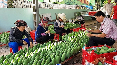 Nhiều loại trái cây của Việt Nam như Xoài Yên Châu (Sơn La) đã tìm được đường vào những thị trường khó tính như Mỹ, châu Âu. Ảnh minh hoạ