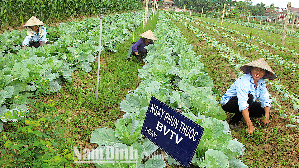 Sản xuất rau hữu cơ tại Hợp tác xã Bắc Cường, xã Yên Cường (Ý Yên).