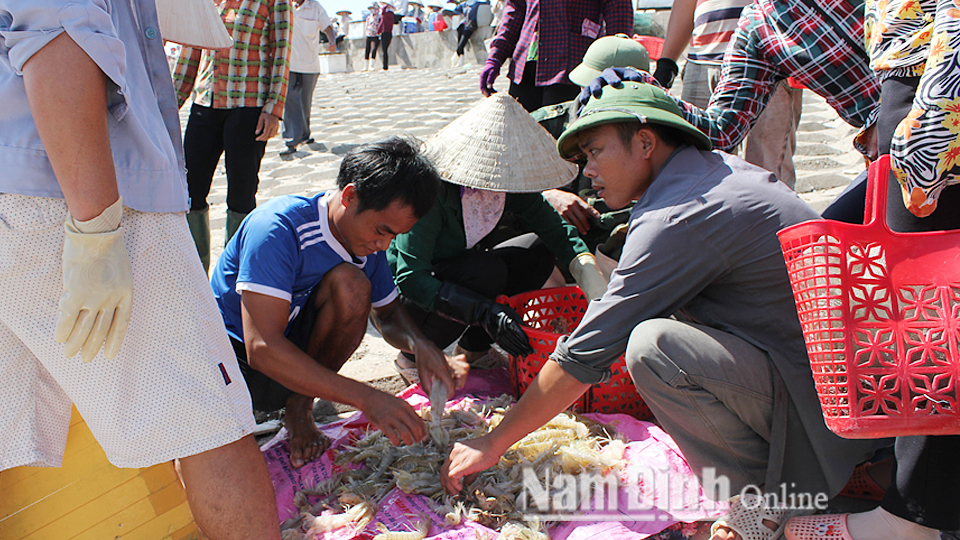 Mua bán hải sản tại Bến cá xã Giao Hải (Giao Thủy).