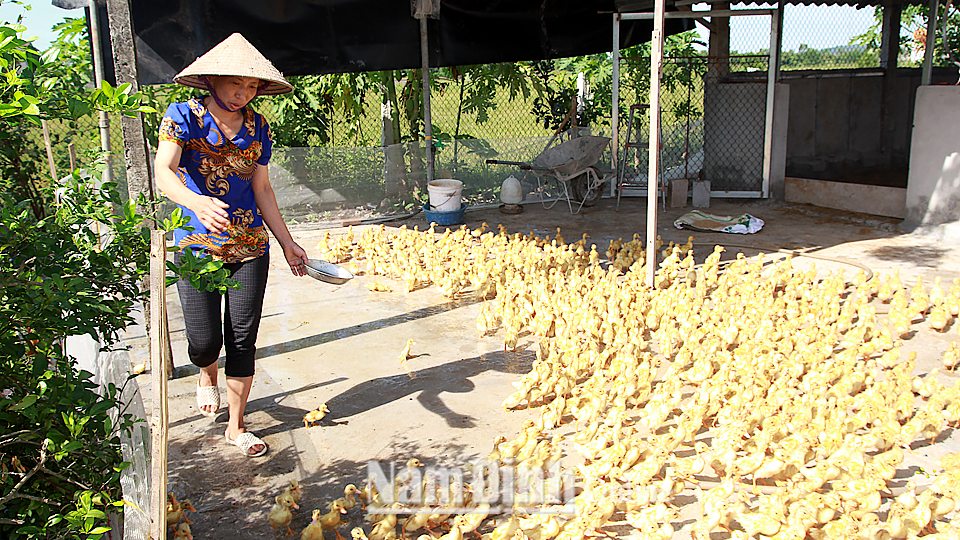 Chị Nguyễn Thị Sen, thôn Bất Di 3, xã Quang Trung (Vụ Bản) phát triển đàn vịt nuôi đem lại hiệu quả kinh tế cao.