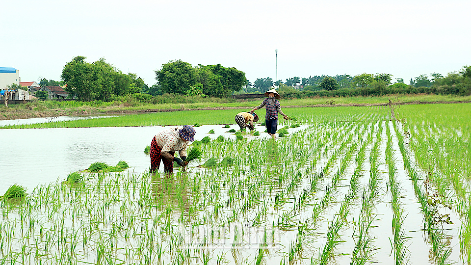 Những thợ cấy thuê miệt mài trên cánh đồng xã Nam Vân, Thành phố Nam Định.