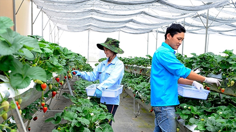 Thu hoạch dâu tây tại Công ty TNHH Hoa Thắng Thịnh, huyện Ðơn Dương (Lâm Ðồng).
