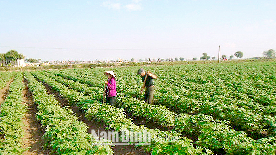 Nông dân xã Nam Hoa chăm sóc cây khoai tây.