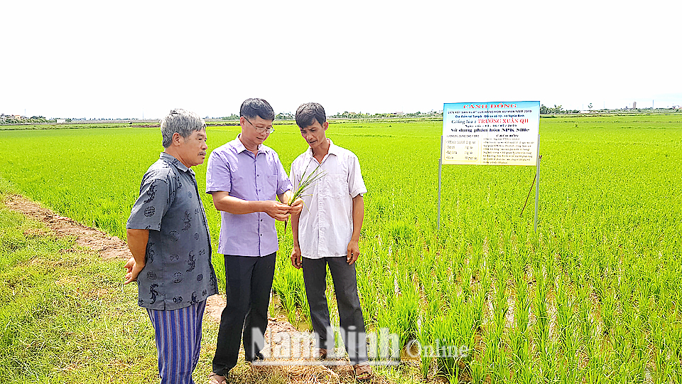 Cán bộ Hợp tác xã Nghĩa Bình kiểm tra tiến độ sinh trưởng của giống lúa chất lượng cao Trường Xuân QH.