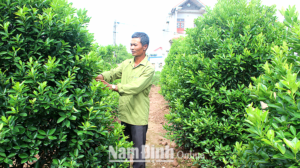 Anh Đinh Văn Thu, hội viên nông dân Thị trấn Liễu Đề (Nghĩa Hưng) thu nhập hàng trăm triệu đồng/năm từ nghề trồng quất.