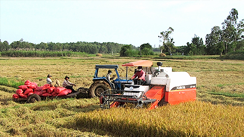 Mô hình sản xuất lúa theo tiêu chuẩn VietGAP của Hợp tác xã Nông nghiệp và Dịch vụ An Nhứt (huyện Long Điền, Bà Rịa - Vũng Tàu) cho năng suất và chất lượng tốt.