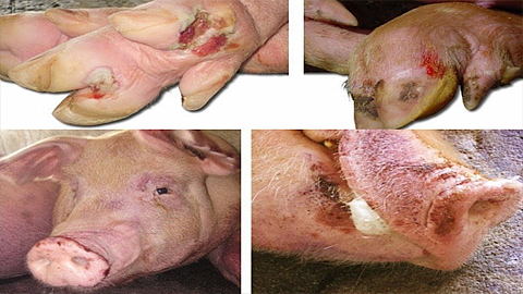 Hình ảnh bệnh lở mồm long móng ở lợn.