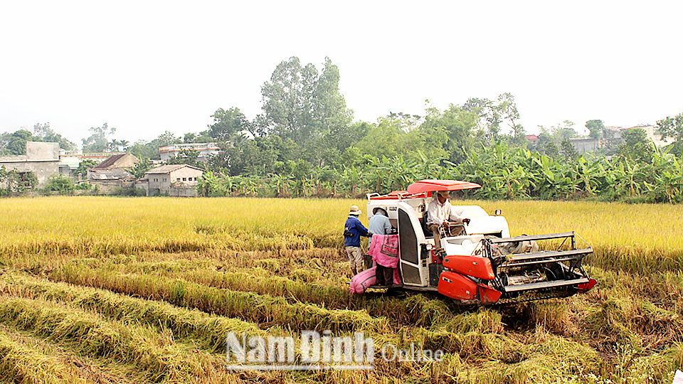 Thu hoạch lúa bằng máy gặt đập liên hợp trên đồng ruộng xã Đại An (Vụ Bản).