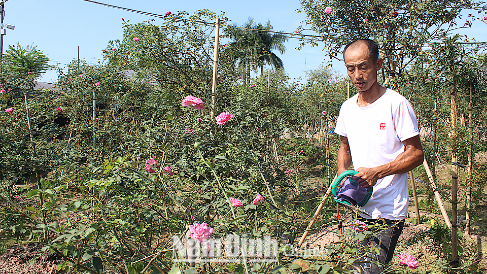 Anh Nguyễn Văn Thái, xóm 1 Minh Khai, xã Điền Xá chăm sóc vườn hoa hồng.