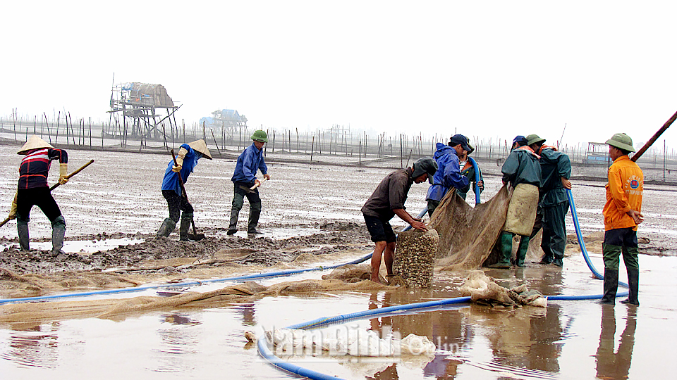 Mô hình nuôi ngao mang lại hiệu quả, giá trị kinh tế cao tại xã Giao Xuân.