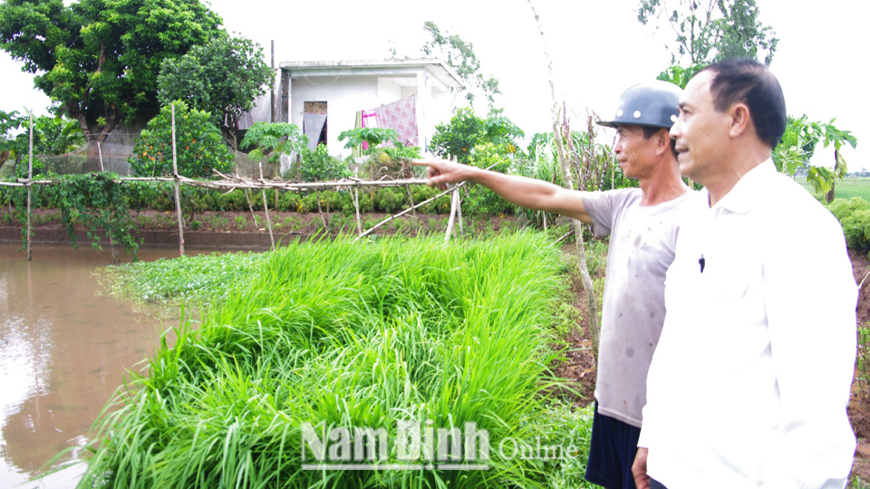 Mô hình kinh tế vườn - ao - chuồng của cựu chiến binh Nguyễn Trọng Thích, xóm 1, xã Trực Nội mang lại nguồn thu nhập ổn định.