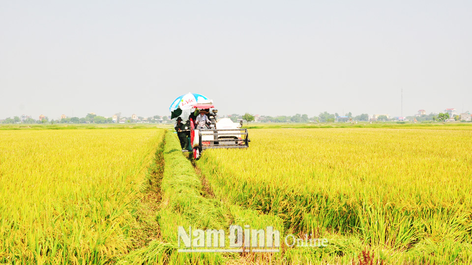 Thu hoạch lúa trên cánh đồng liên kết của Công ty Trách nhiệm hữu hạn Cường Tân, xã Trực Hùng (Trực Ninh).