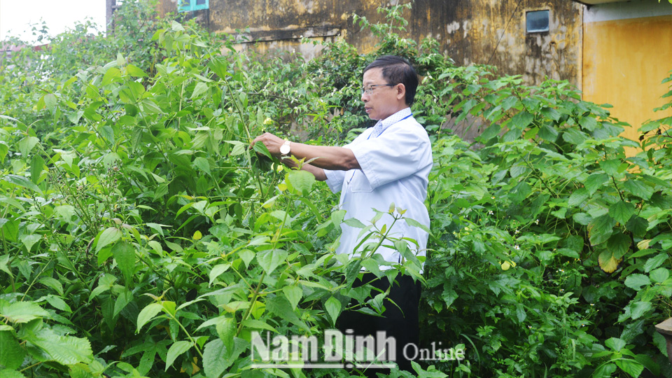 Cán bộ Trạm Y tế xã Giao Châu (Giao Thủy) chăm sóc vườn cây thuốc nam.