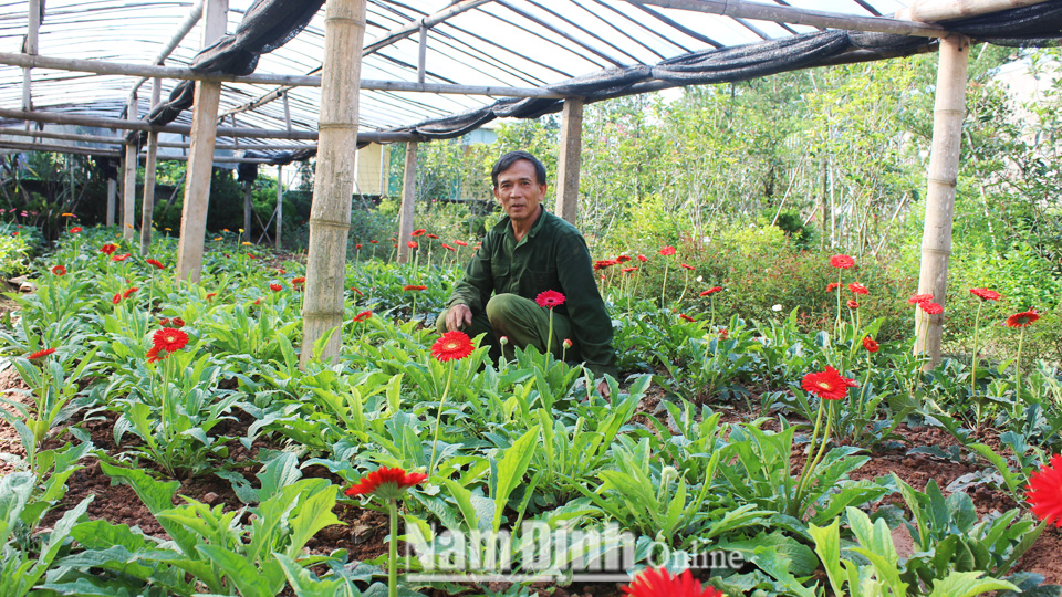 Mô hình trồng hoa đồng tiền của hội viên nông dân Trần Ngọc Sơn, xã Nam Phong (thành phố Nam Định) mang lại hiệu quả kinh tế cao.