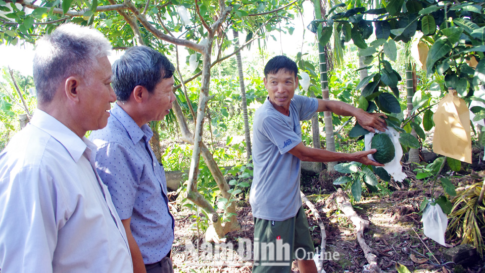 Mô hình trồng cây ăn quả của cựu chiến binh Nguyễn Đức Cai, xóm 3, xã Hải Sơn (Hải Hậu) cho thu nhập trên 150 triệu đồng/năm.