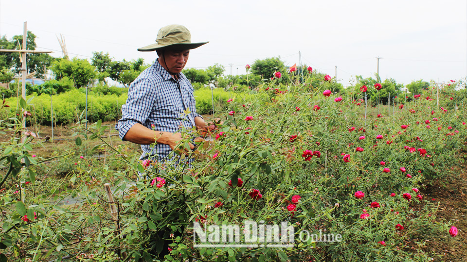 Anh Nguyễn Ngọc Thu, xã Mỹ Trung (Mỹ Lộc) chăm sóc hoa hồng trong trang trại.