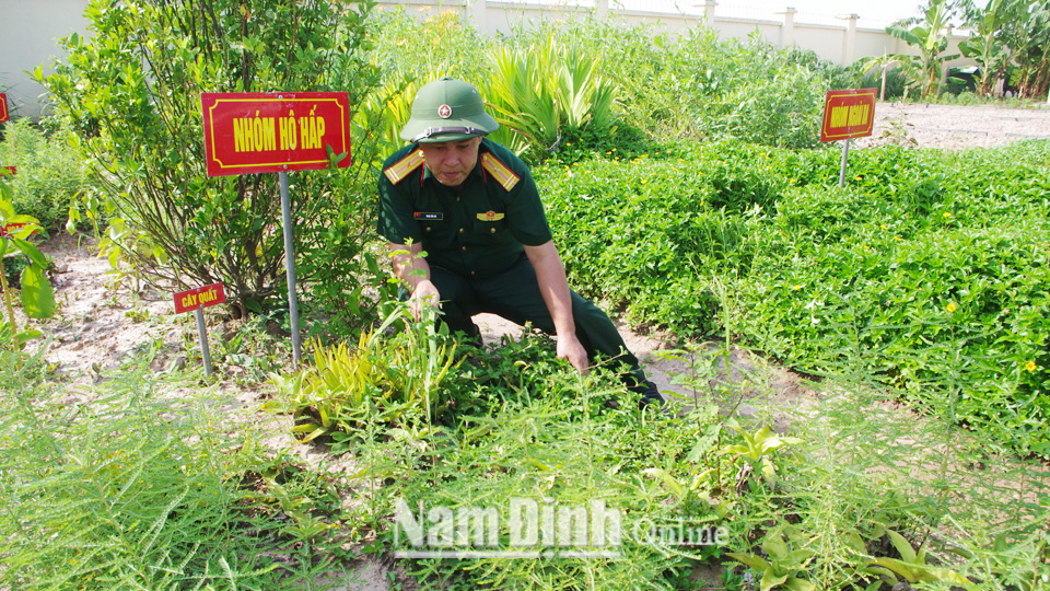 Cán bộ, chiến sĩ Ban Chỉ huy Quân sự huyện Giao Thủy chăm sóc vườn thuốc nam.