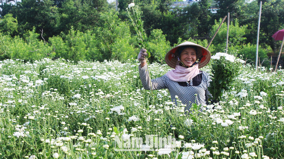 Phụ nữ xã Nam Phong (thành phố Nam Định) thu hoạch hoa cúc.