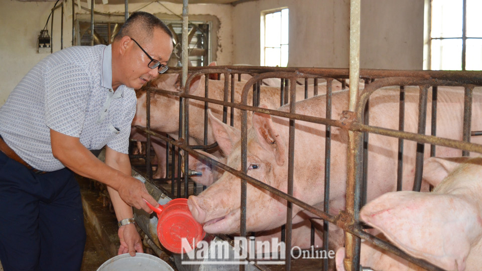 Được vay vốn tín dụng chính sách từ Ngân hàng Chính sách xã hội huyện Nghĩa Hưng, ông Trần Văn Khoá ở xóm 9 Tân Liêu, xã Nghĩa Sơn đã đầu tư nuôi lợn an toàn dịch bệnh.