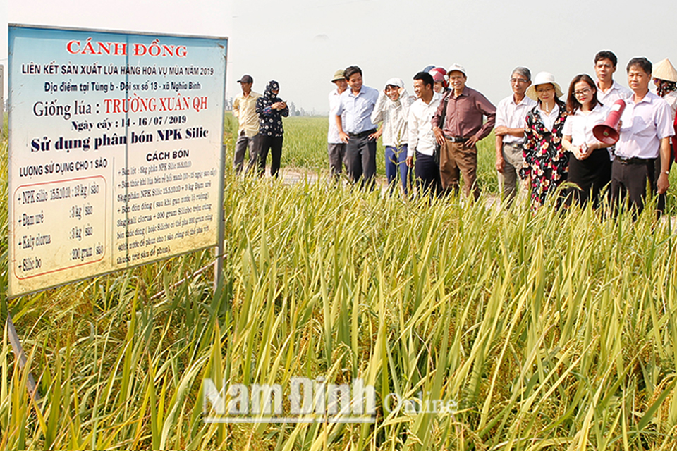 Các đại biểu tham quan mô hình sử dụng phân bón NPK Silic – Silicamon 8 quả đào Hùng Ngọc” và sản xuất lúa “Trường Xuân QH” ở Hợp tác xã nông nghiệp xã Nghĩa Bình (Nghĩa Hưng).