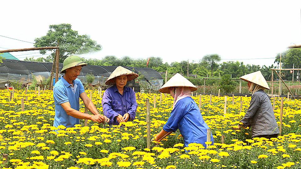 Ông Đoàn Xuân Dũng, Bí thư chi bộ xóm Mỹ Tiến 1, xã Nam Phong (thành phố Nam Định) trực tiếp hướng dẫn bà con nông dân trong quá trình sản xuất. 