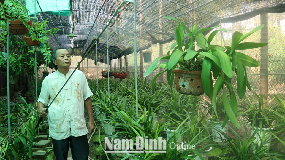 Nghệ nhân sinh vật cảnh Nguyễn Tuấn Phong, xóm 4, xã Hải Sơn (Hải Hậu) chăm sóc vườn lan.