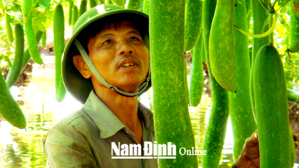 Mô hình trồng bí xanh cho năng suất cao tại xã Nam Điền. Ảnh: Do cơ sở cung cấp
