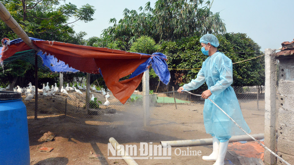 Lực lượng thú y huyện Trực Ninh phun vôi bột để tiêu độc, khử trùng tại hộ chăn nuôi thuộc địa bàn xã Trực Chính.