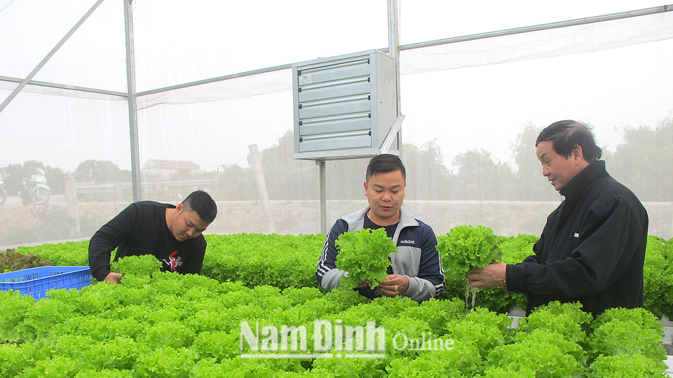 Mô hình sản xuất rau sạch công nghệ cao của cơ sở sản xuất Anh Khôi, xã Nam Phong (thành phố Nam Định). Ảnh: Nguyễn Hương