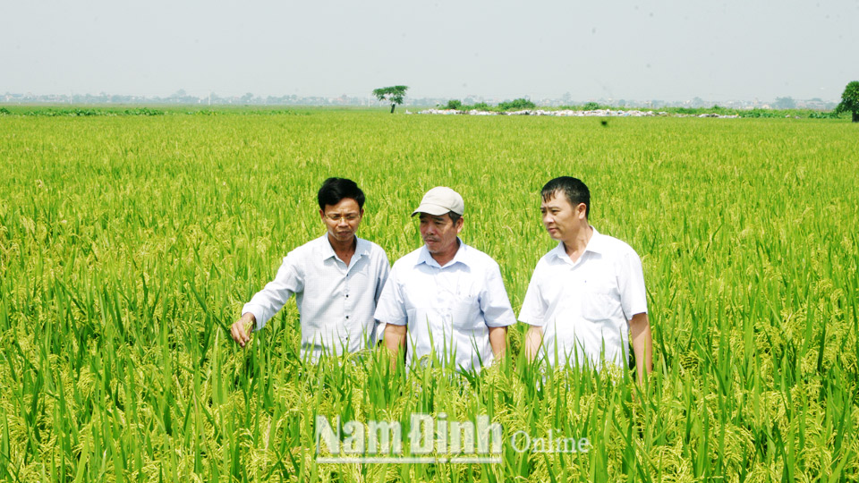 Làm theo lời Bác dạy về ứng dụng khoa học sản xuất lúa chất lượng cao ở Hợp tác xã Dịch vụ nông nghiệp Đồng Quỹ, xã Nam Tiến.  Ảnh: Hoàng Tuấn