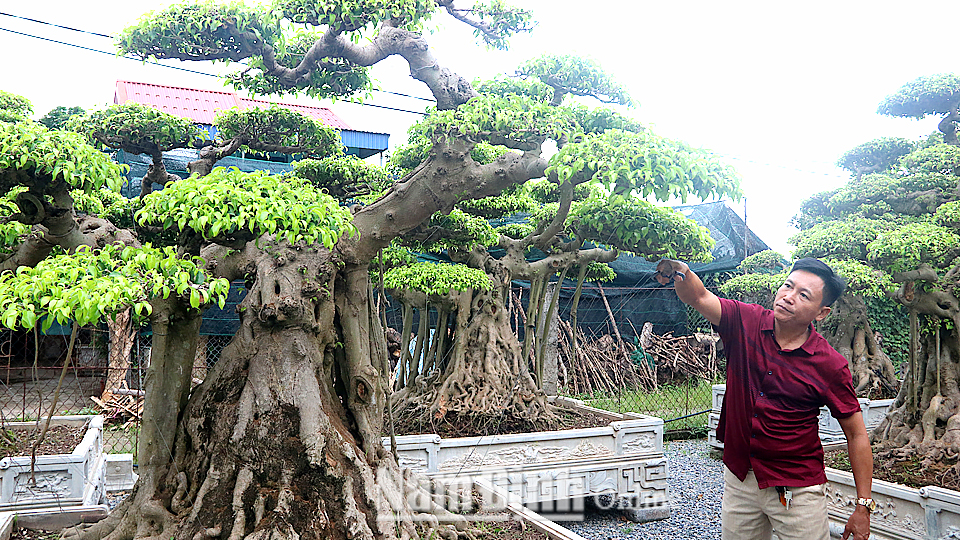 Anh Hoàng Văn Sử ở xóm 5, xã Nam Toàn chăm sóc vườn cây cảnh.