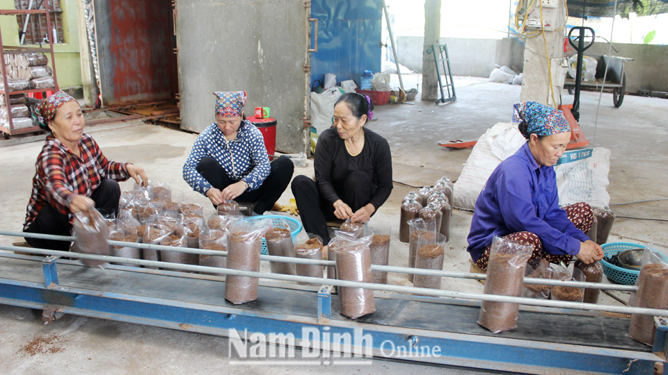 Phụ nữ xã Hồng Thuận (Giao Thủy) phát triển nghề trồng nấm.  Bài và ảnh: Lam Hồng
