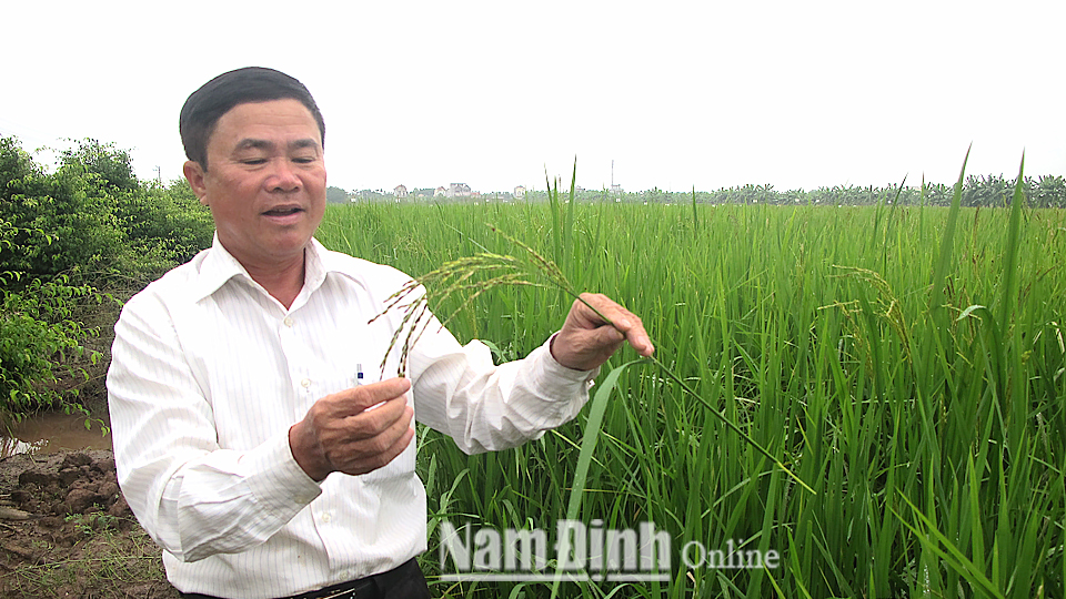 Ông Hà Minh Đức, Chủ tịch hội đồng quản trị Hợp tác xã Dịch vụ nông nghiệp Toàn Thắng, xã Hải Toàn (Hải Hậu) kiểm tra sự sinh trưởng, phát triển của lúa tám xoan canh tác theo phương thức hữu cơ.