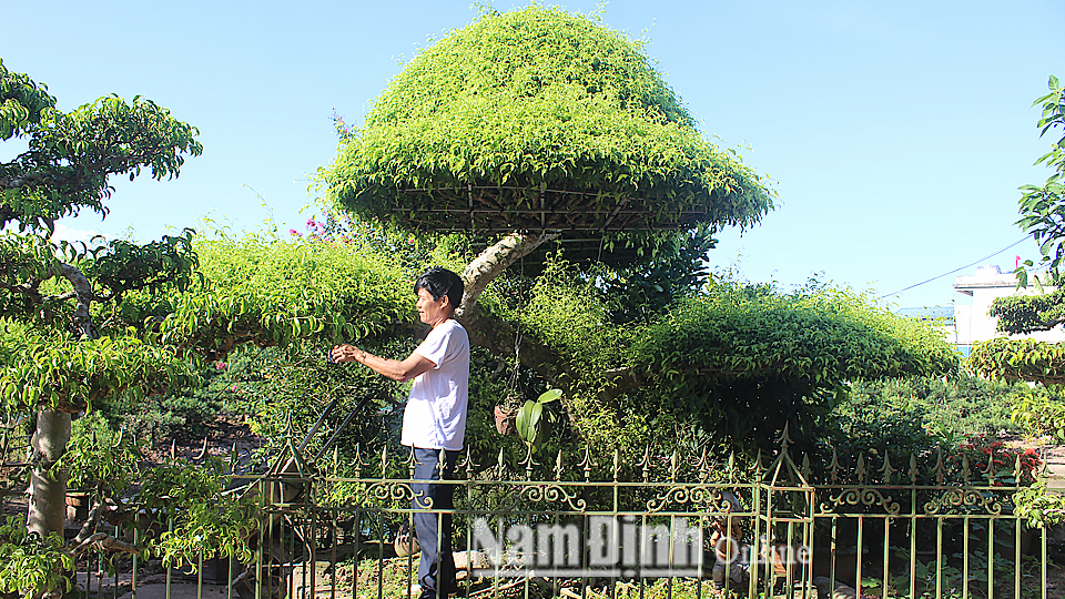 Thành viên tổ hội nghề nghiệp trồng hoa cây cảnh thị trấn Cổ Lễ (Trực Ninh) chăm sóc cây cảnh.