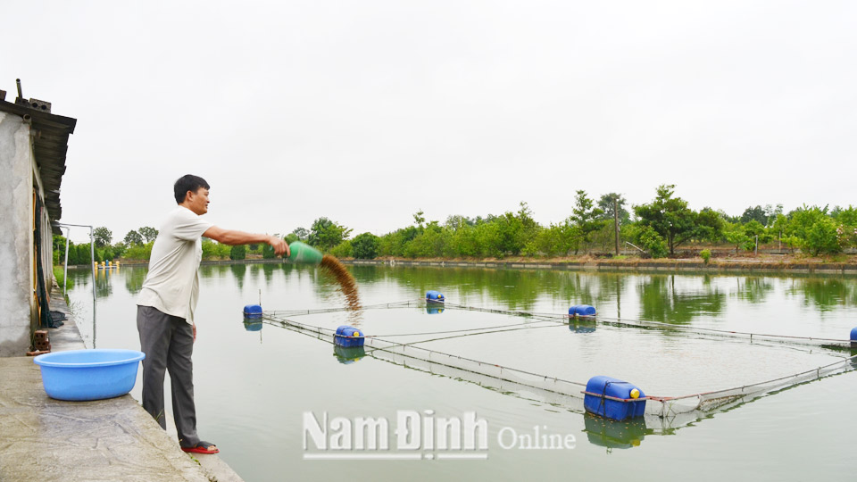 Từ nguồn vốn vay của Ngân hàng Chính sách xã hội huyện, anh Trần Văn Quyên ở xóm 9, xã Mỹ Hà đầu tư nuôi cá trắm đen đem lại hiệu quả kinh tế cao.