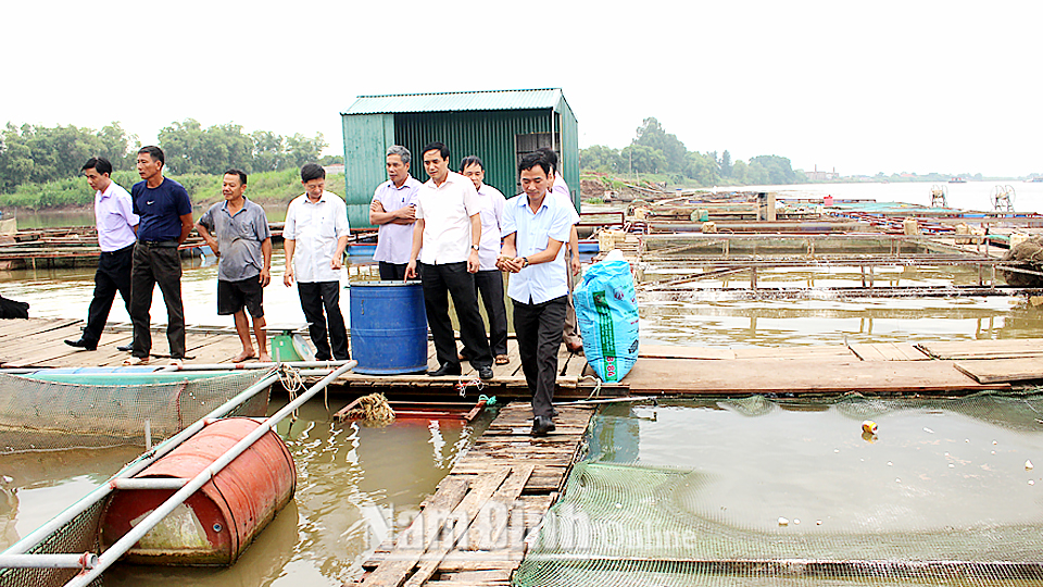 Mô hình nuôi cá lồng trên sông của hội viên nông dân Vũ Đình Tuấn, xã Yên Phúc.