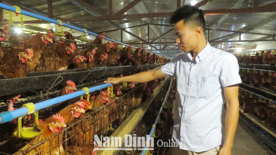 Trang trại gà của anh Trần Bùi Nam cho hiệu quả kinh tế cao.