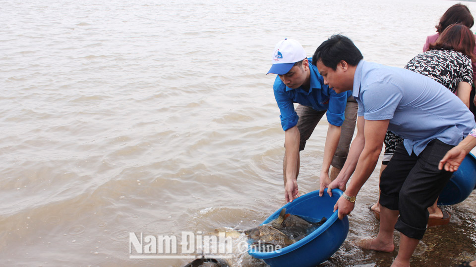 Cán bộ Chi cục Thủy sản (Sở Nông nghiệp và Phát triển nông thôn) thả cá tái tạo nguồn lợi thủy sản xuống khu vực cửa sông Hồng.