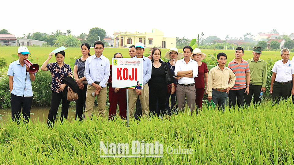 Mô hình trình diễn sản xuất giống lúa KOJI tại khu thực nghiệm của Công ty Trách nhiệm hữu hạn Cường Tân, xã Trực Hùng (Trực Ninh).
