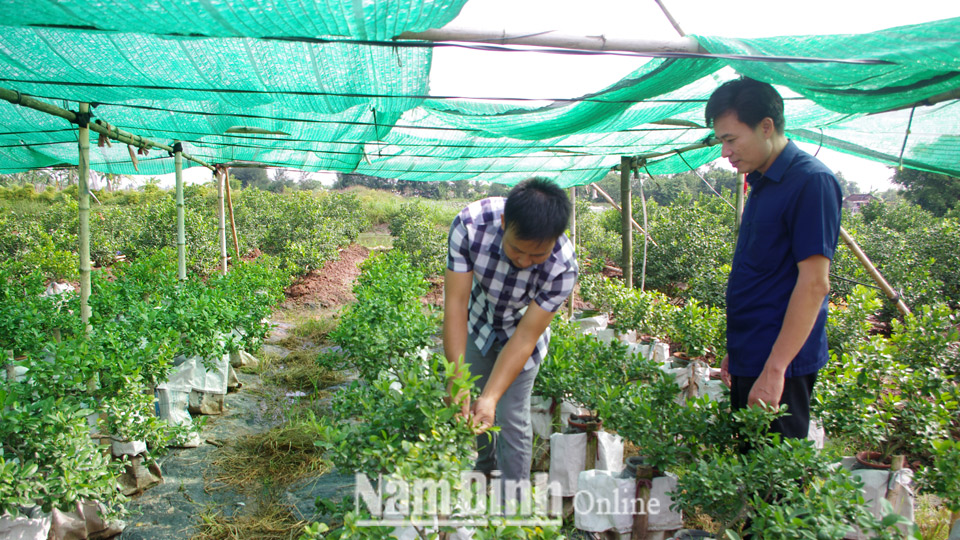 Từ việc trồng quất cảnh, quất thế, mỗi năm gia đình anh Lê Văn Khoa, xã Giao Yến thu nhập từ 150-200 triệu đồng.