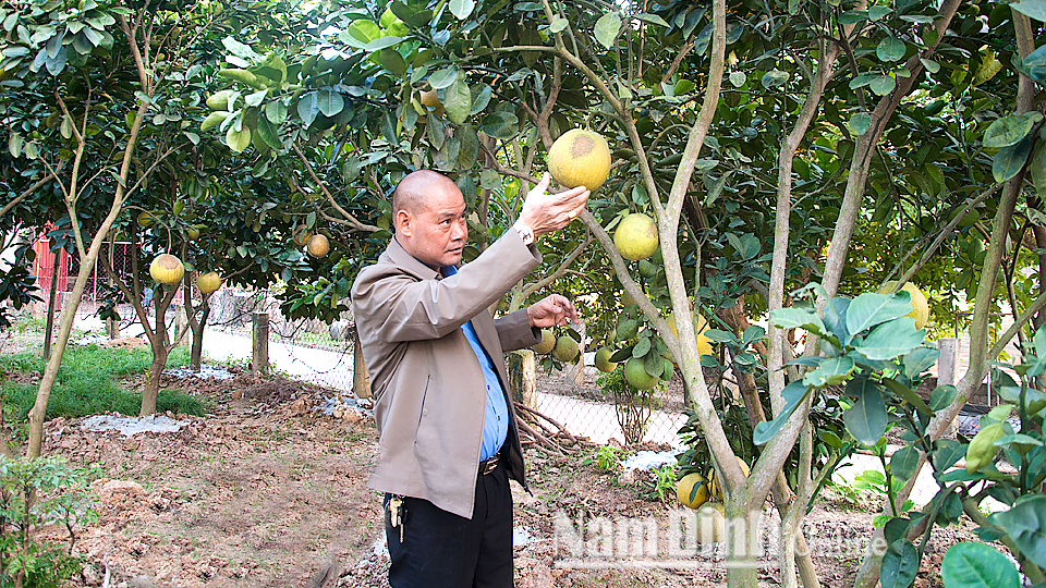 Anh Hoàng Duy Thắng, thôn Hạ, xã Yên Khánh (Ý Yên) bên vườn cây ăn quả.