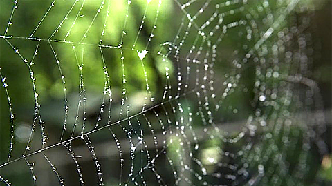 Các nhà khoa học đã sử dụng tính năng đàn hồi của tơ nhện cho vật liệu mới.